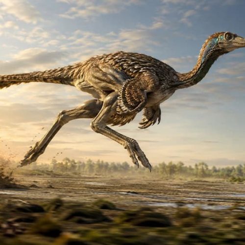 Descubre cuál es el dinosaurio más rápido descubierto hasta la fecha