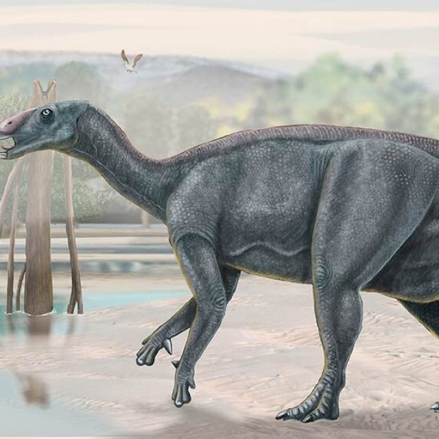 Dinosaurio Iguanodon